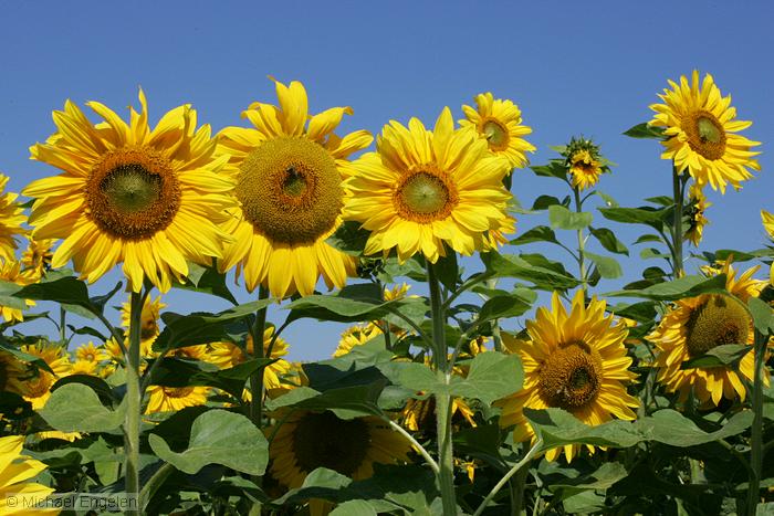 images/sunflowers_std.jpg