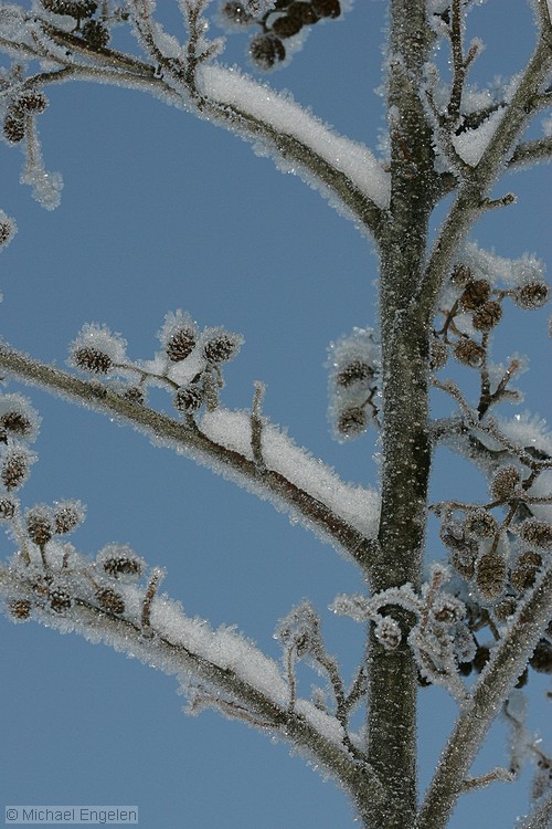 ice_0010_std.jpg