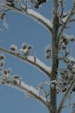 ice_0010