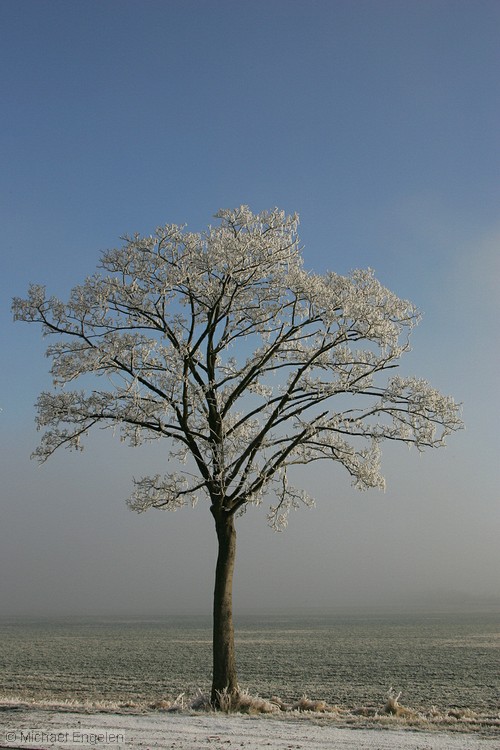 ice_0011_std.jpg