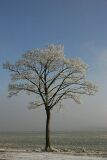 ice_0011