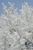 ice_0013