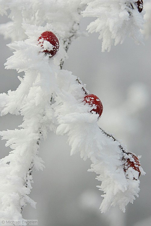 ice_0015_std.jpg