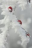 ice_0015