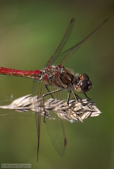 images/dragonfly_std.jpg