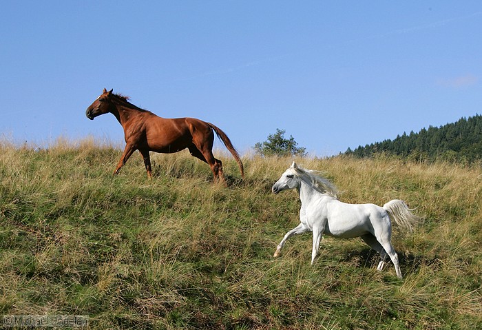 images/horses_std.jpg