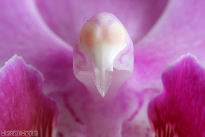 images/orchid2_std.jpg
